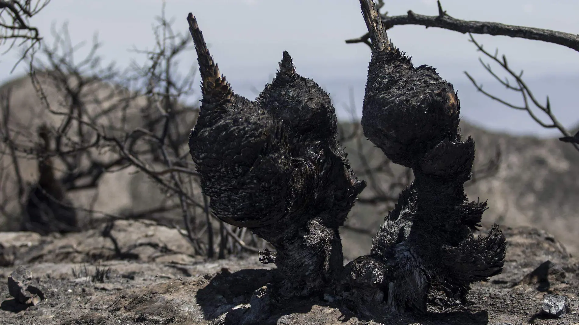 Destrucción incendio forestal